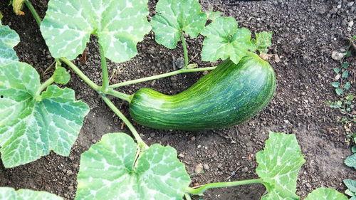 咳嗽瓠瓜可以吃吗,瓠瓜能否成为食疗佳选？