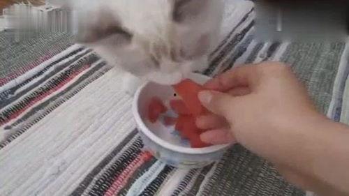 吃瓜布偶猫,揭秘吃瓜布偶猫的可爱日常